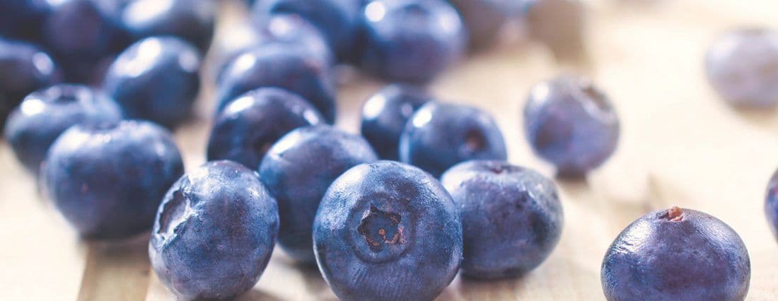 Finch Blueberry Nursery