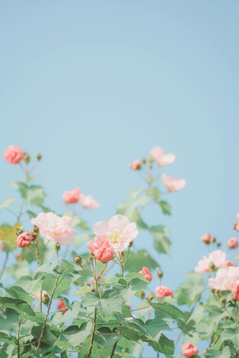 Finley Family Nursery
