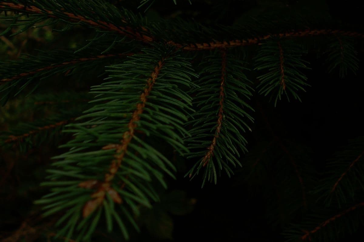 Firever Pines