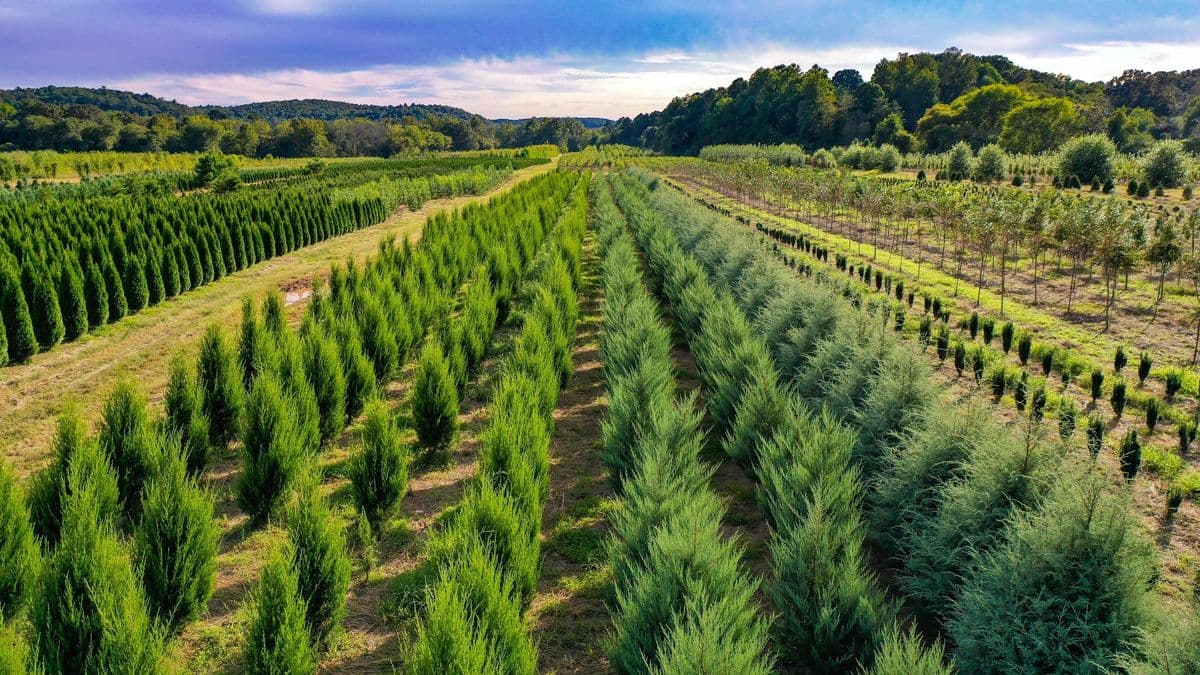 Fitzgerald Nursery Inc