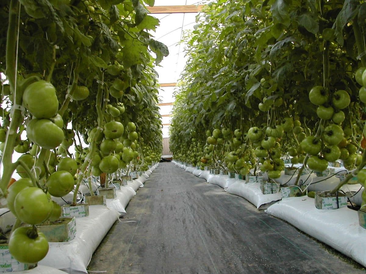 Flat River Nursery
