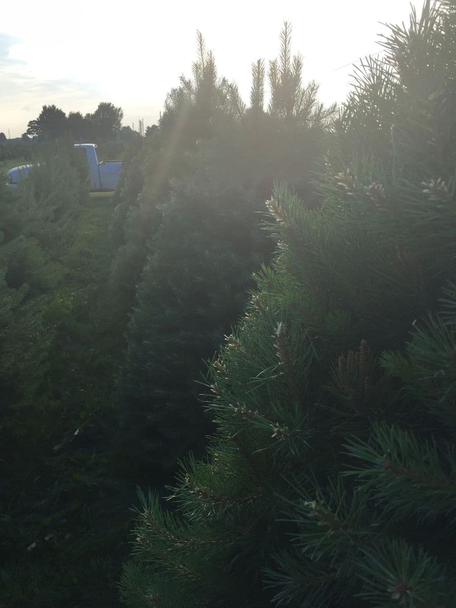 Flickinger Farms