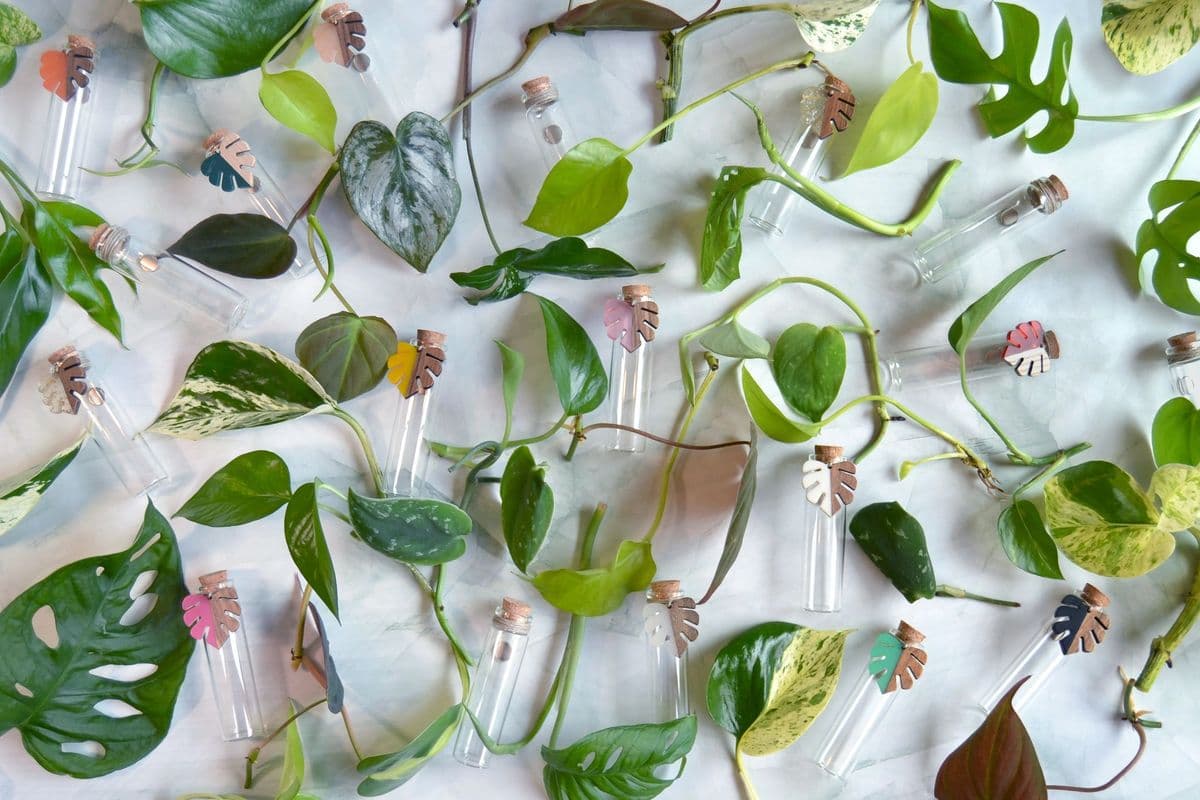 Floating Gardens