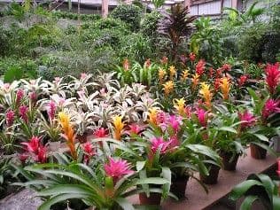 Florabunda
