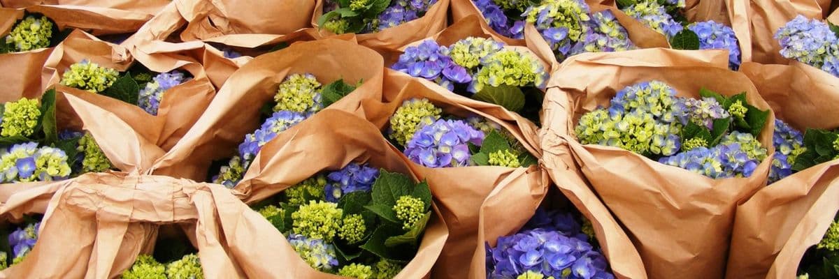 Florabunda