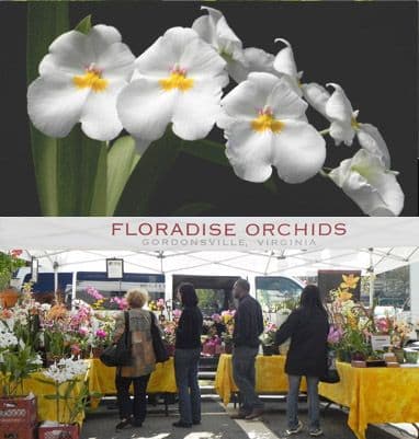 Floradise Orchids