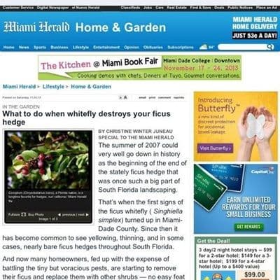 Florida Hedge Farms - Clusia