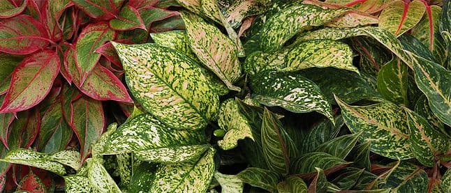 Florida Indoor Gardens Inc
