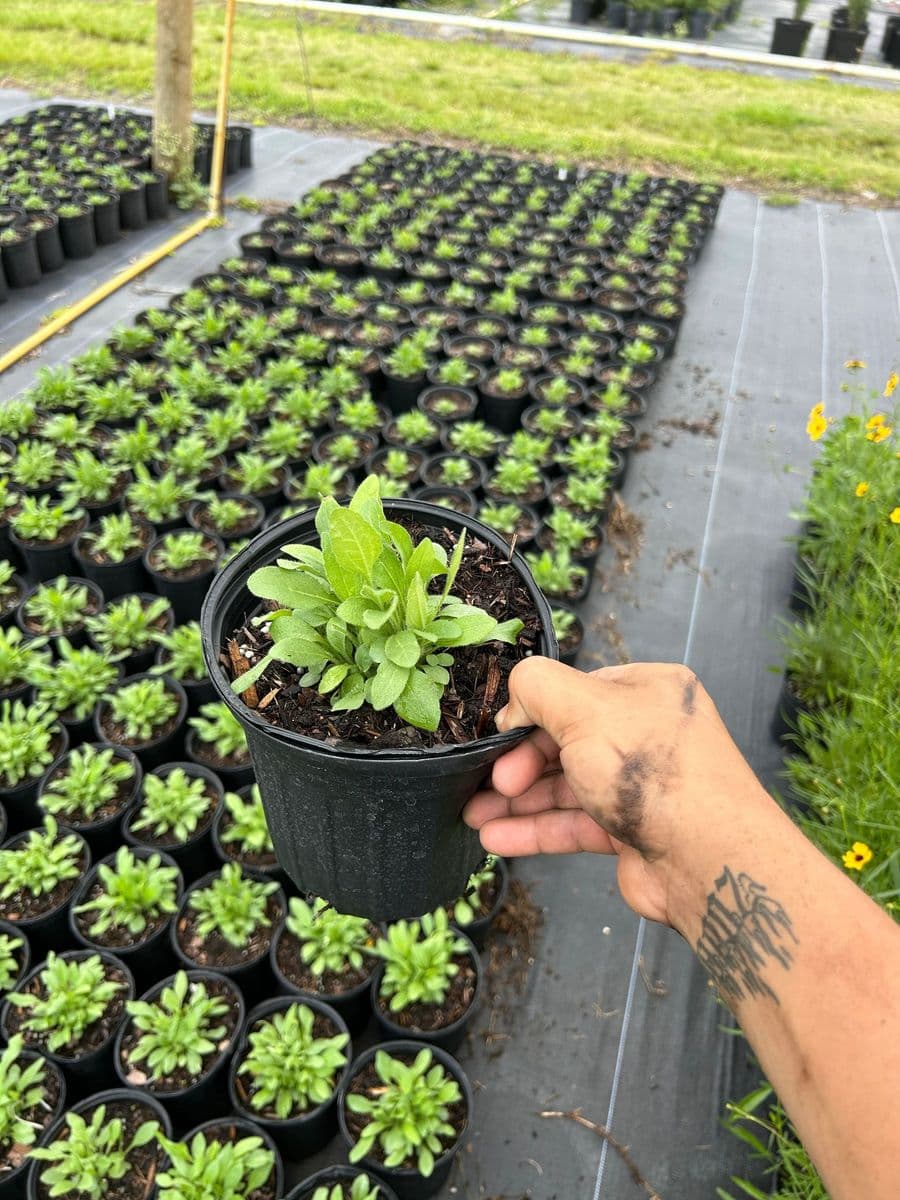 Florida Native Nursery LLC