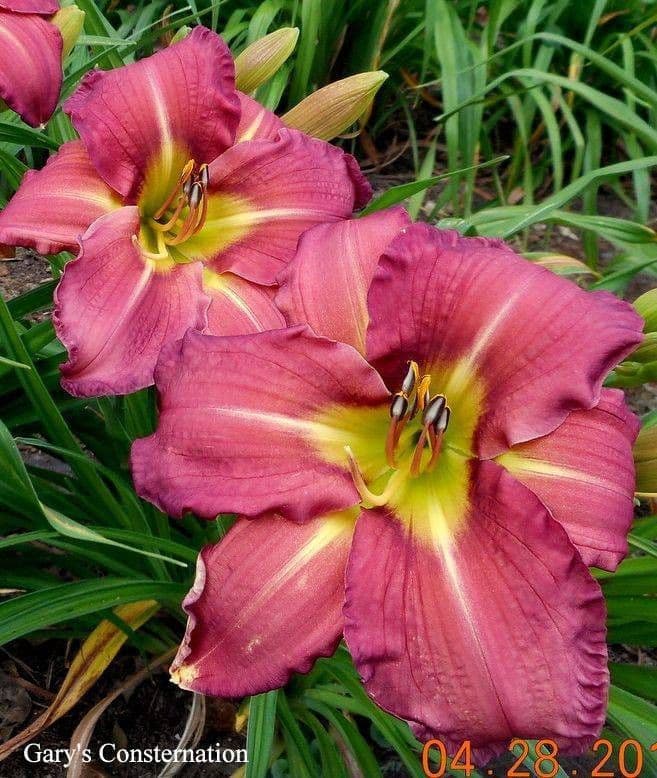 Flower Branch Gardens Daylily Farm