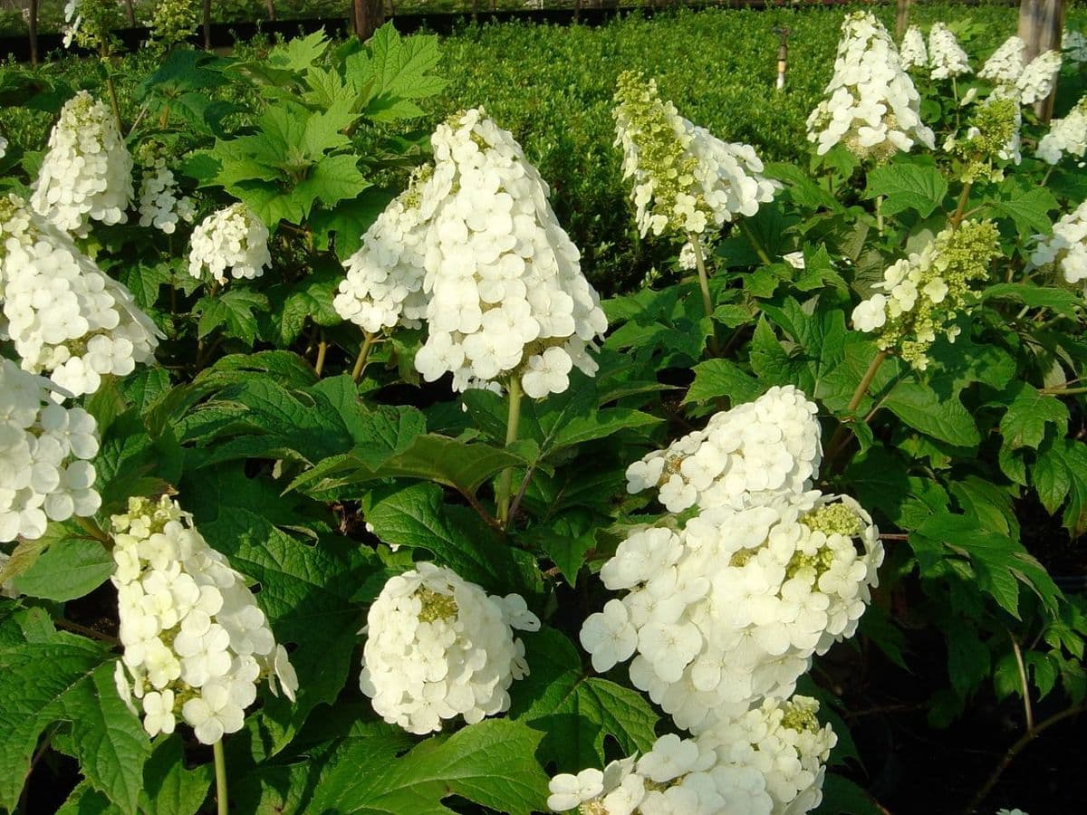 Flower City Nurseries