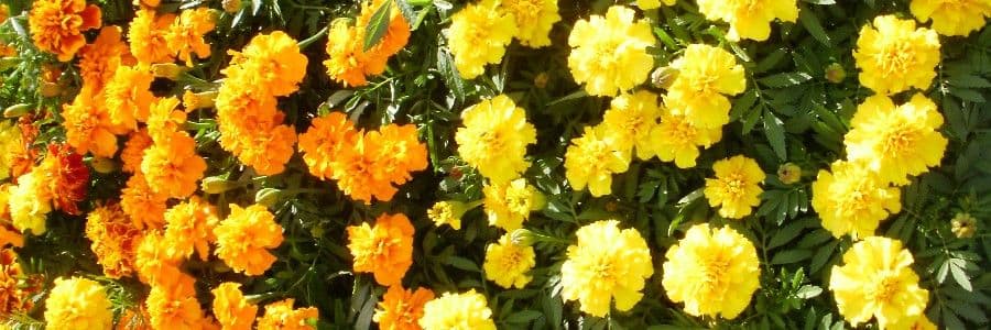 Flower Farm