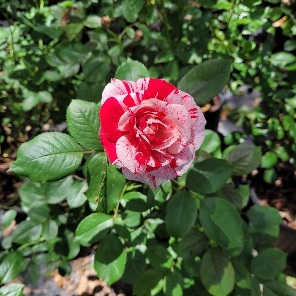 Flower Gardens Nursery