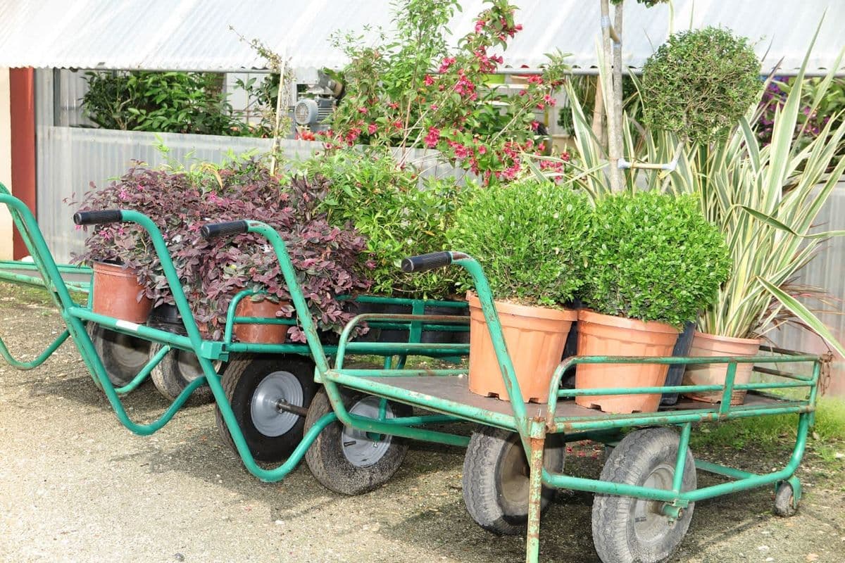 Flower Queen Nursery