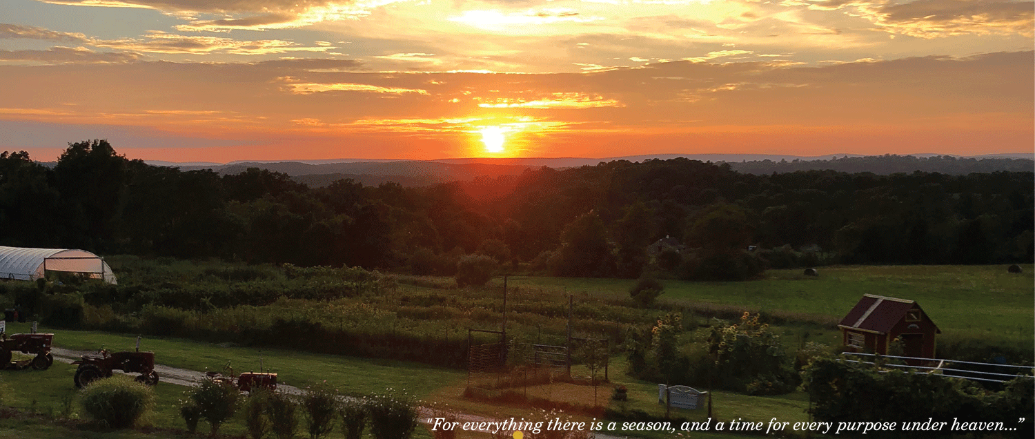 Flower Stand at Sunset View Farm
