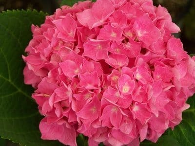 Flowers & More
