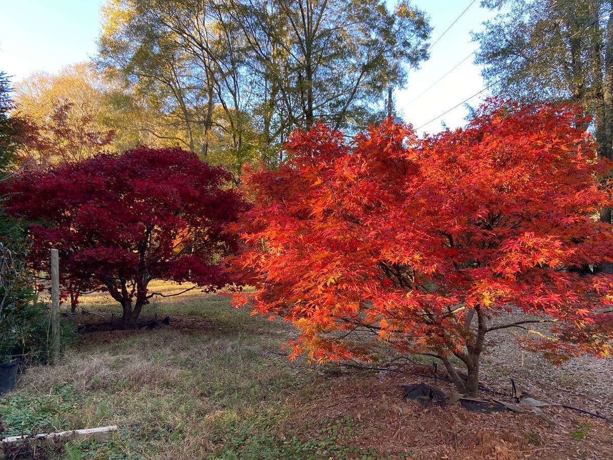 Focal Point Trees - Specimen Japanese Maples