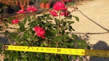 Foliage Creek Nursery