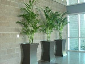 Foliage Unlimited