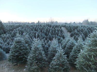 Fontaine Tree Farm