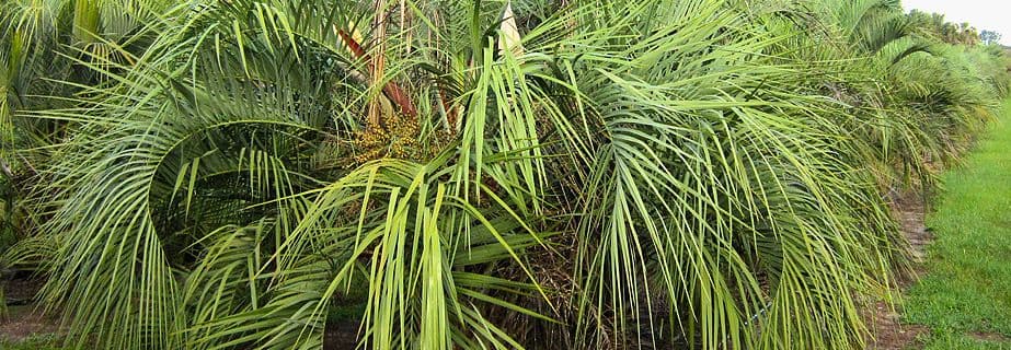 Forest Grove Palms, Inc.
