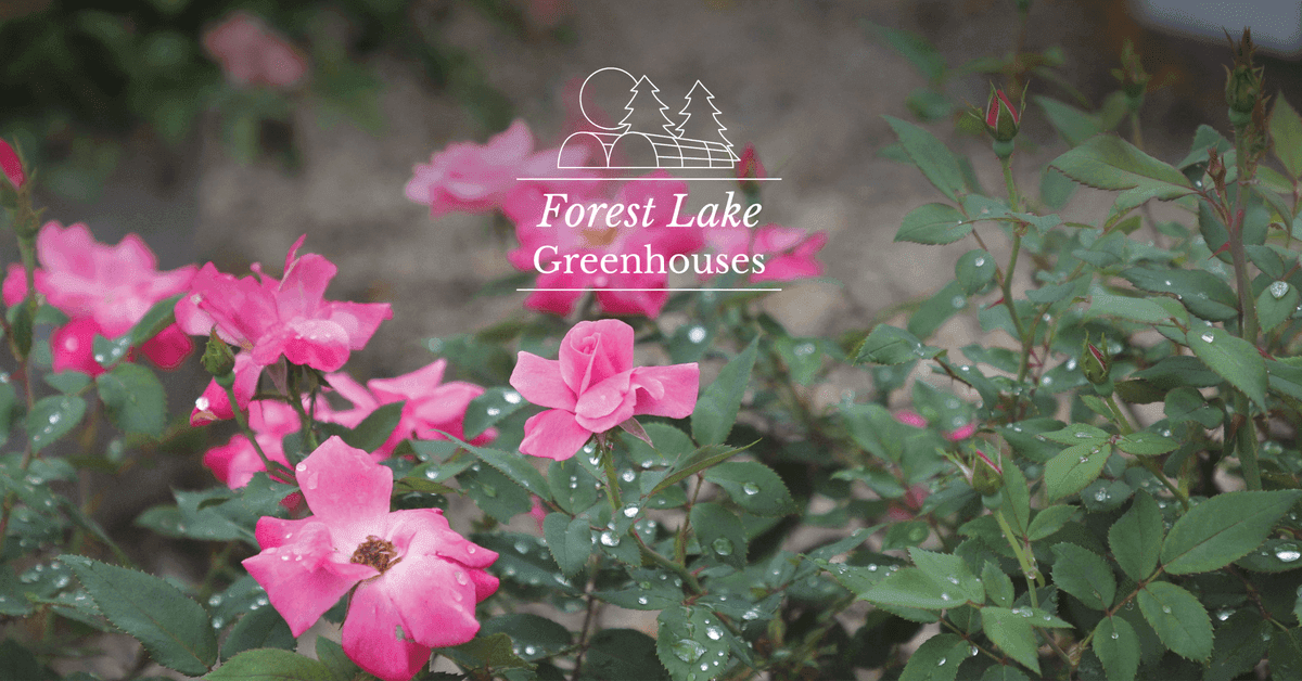 Forest Lake Greenhouses