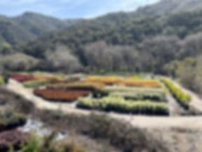 Forest Nurseries