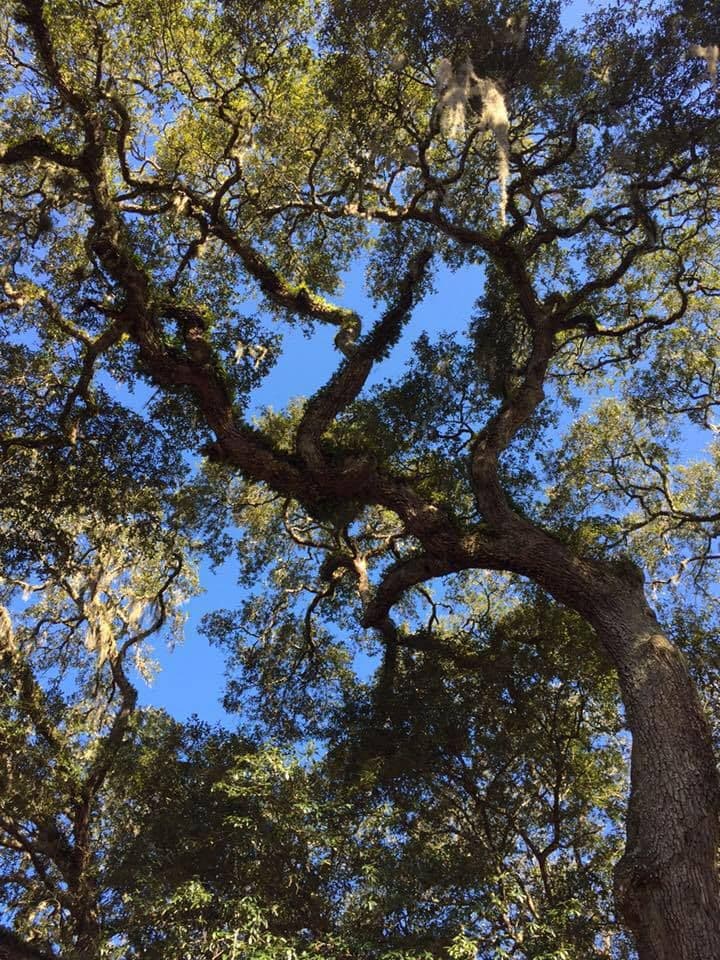 Forestry Farms, LLC