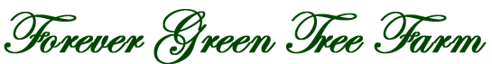 Forever Green Tree Farm