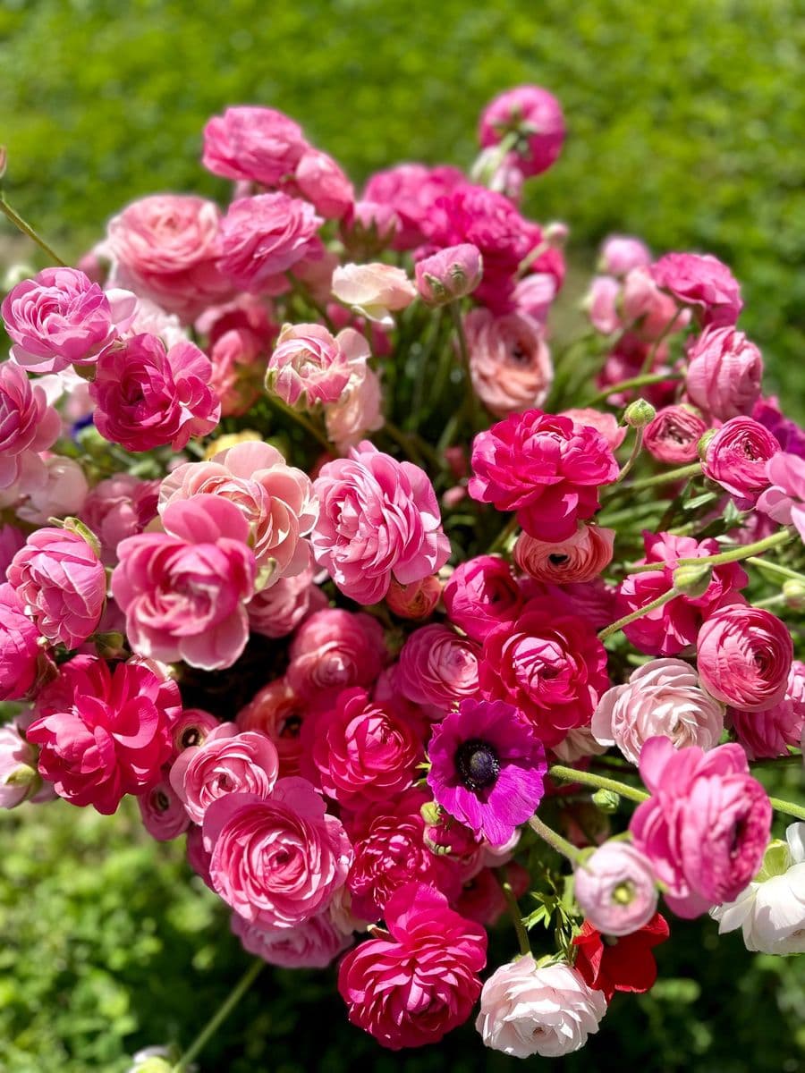 Four Blooms Farm, LLC
