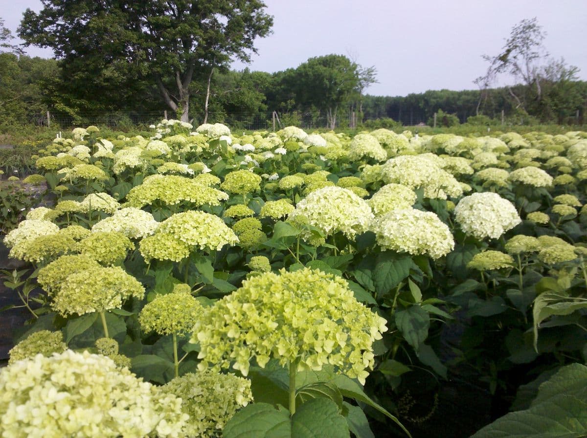 Four Seasons Nursery and Landscape Company