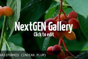 Fourth Corner Nurseries