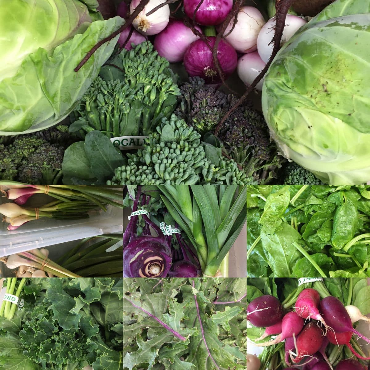 Fox Springs Farm