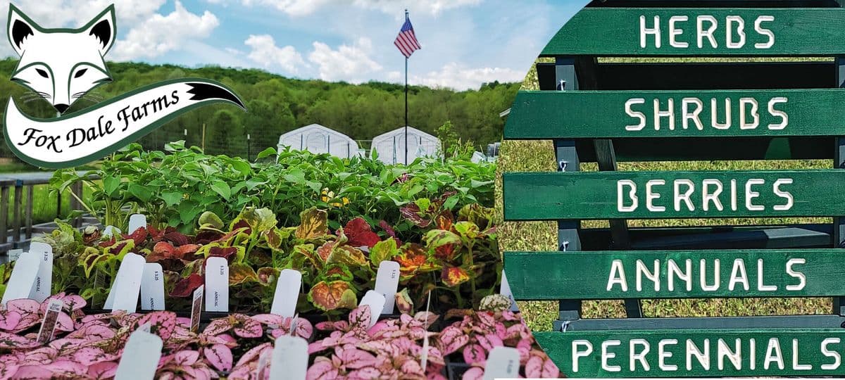 – Foxdale Farms