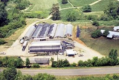 FoxFire Greens, Inc