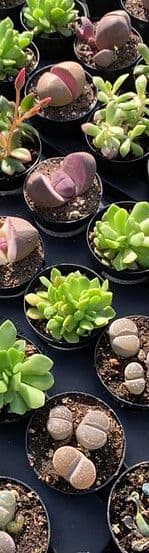 Frailey's Greenhouse & Garden Center LLC