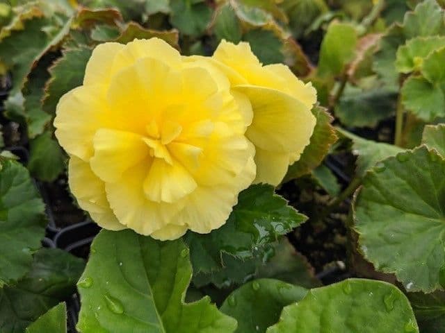 Fred Bartsch Greenhouses Inc