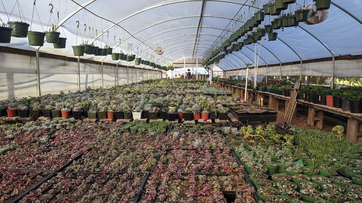 Freedom Nursery