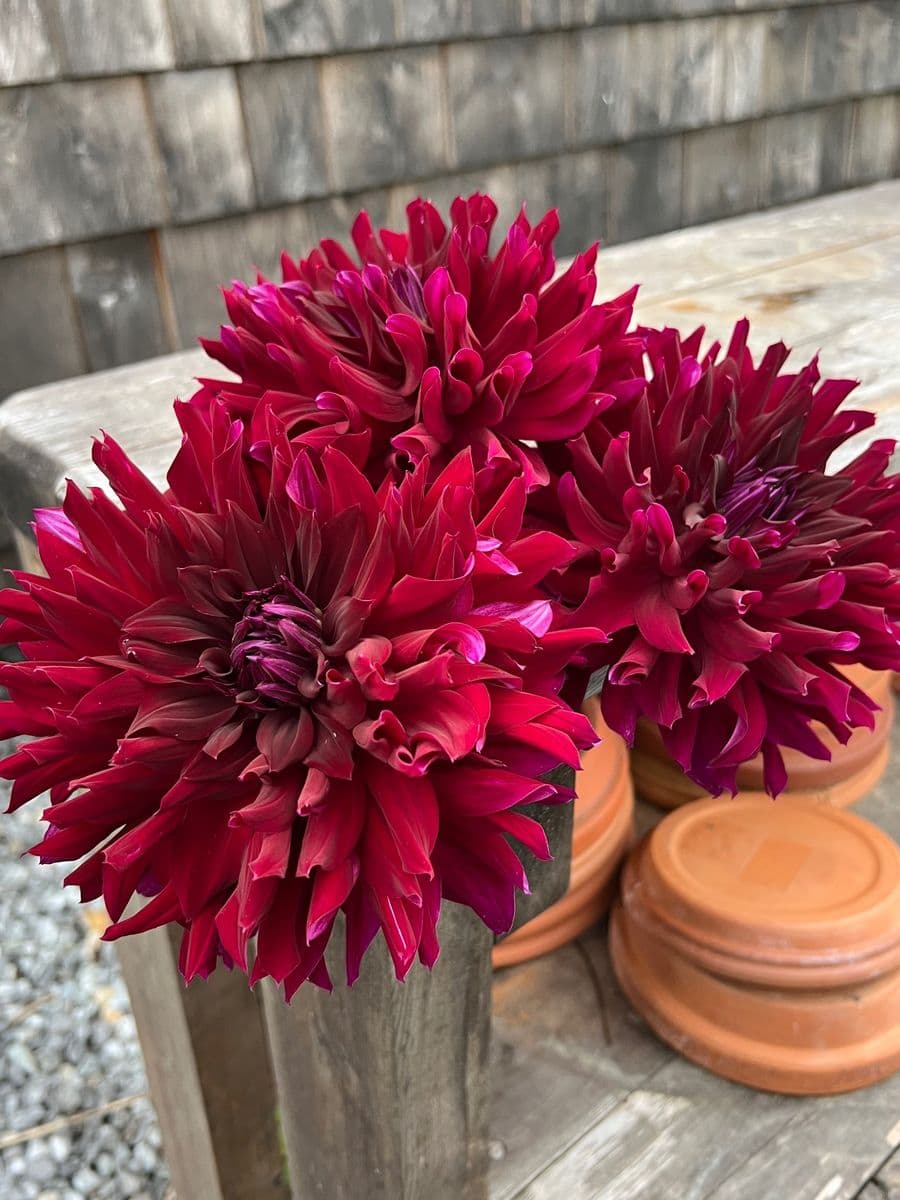 Freeport Dahlias