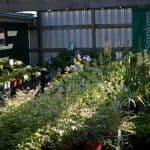 Frey's Greenhouse