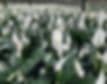 Friendship Foliage