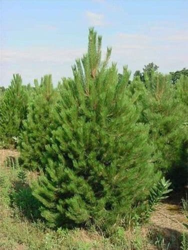 Front Range Landscape and Nursery