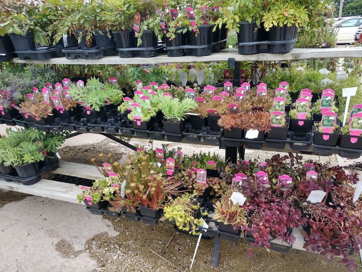 Frontier Garden Center