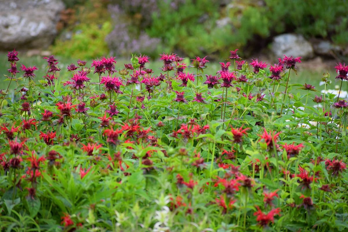 Full Circle Gardens