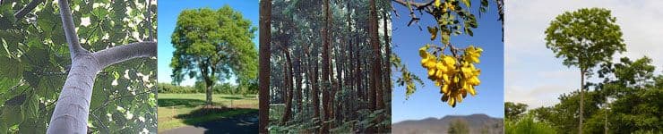 Future Forests Nursery, LLC