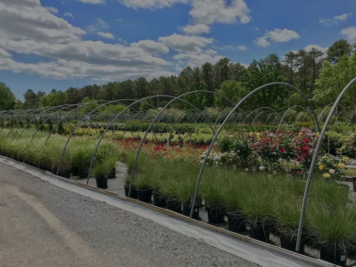Galloway Nursery