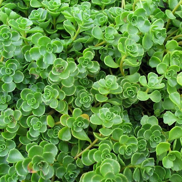 Gammon Landscape Nursery Inc.