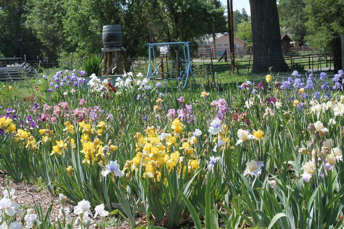 garden farms nursery Irises