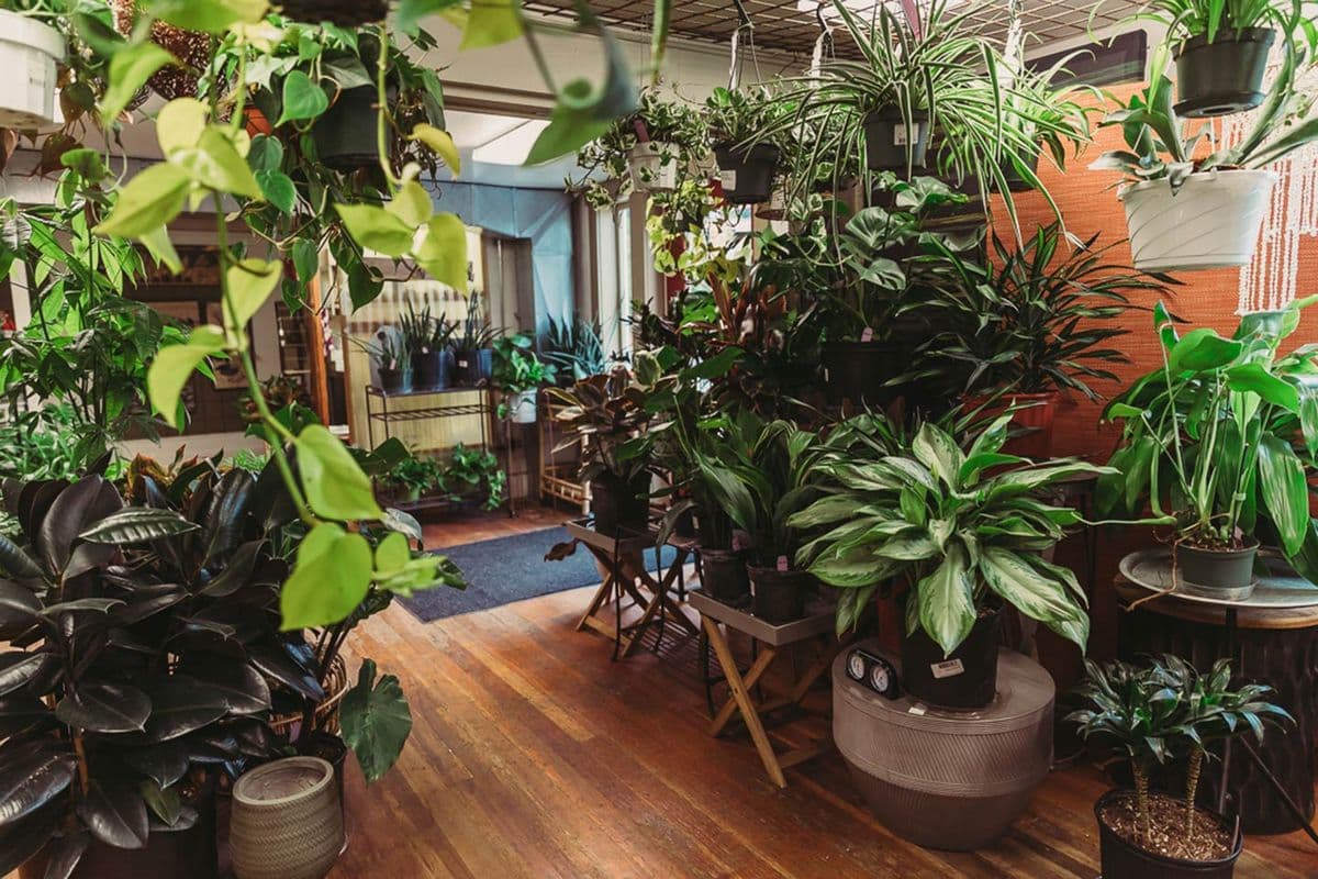 Garden Fever