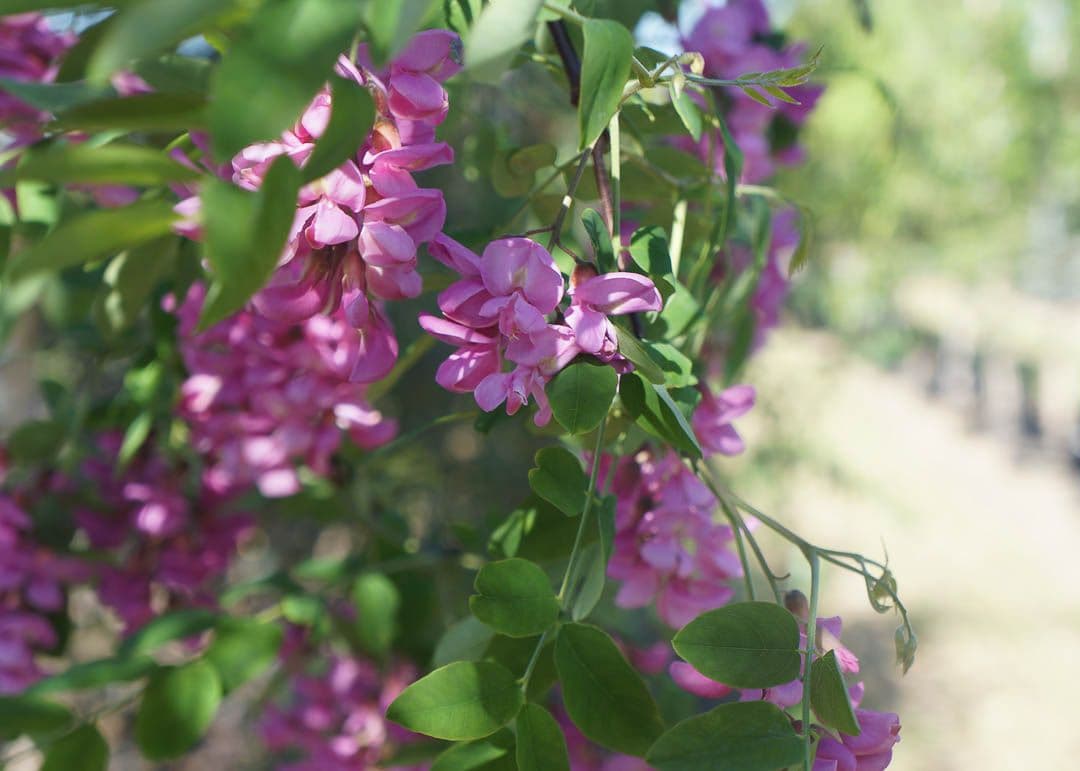 Garden Gate Nursery